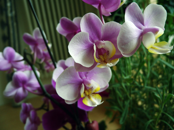 虫子爬电脑主机里会烧电脑吗