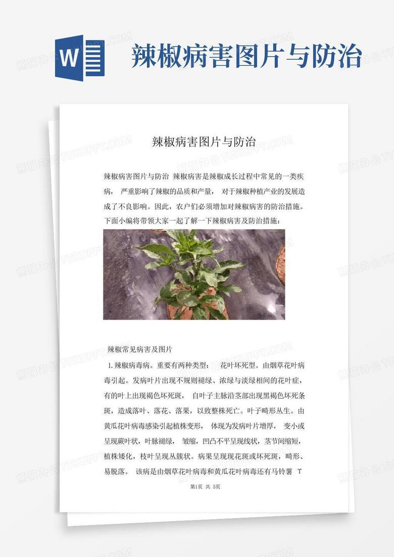 一方辣椒讲主机病害用哪些药