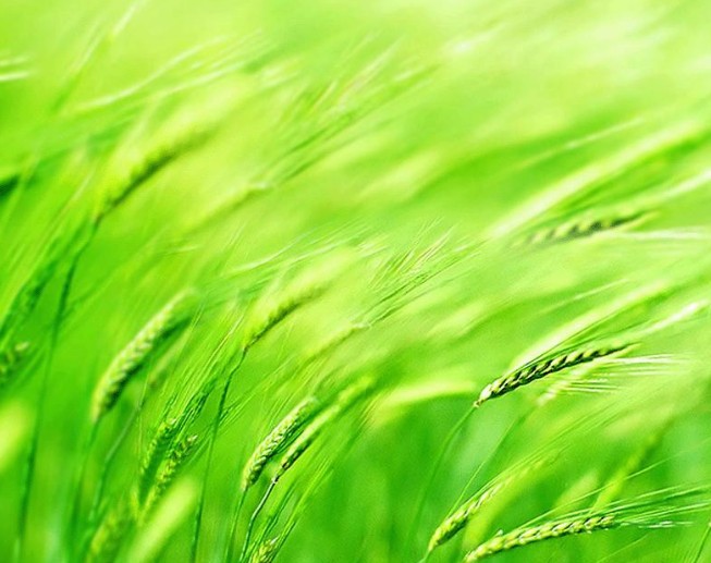 绿盟主机漏洞扫描