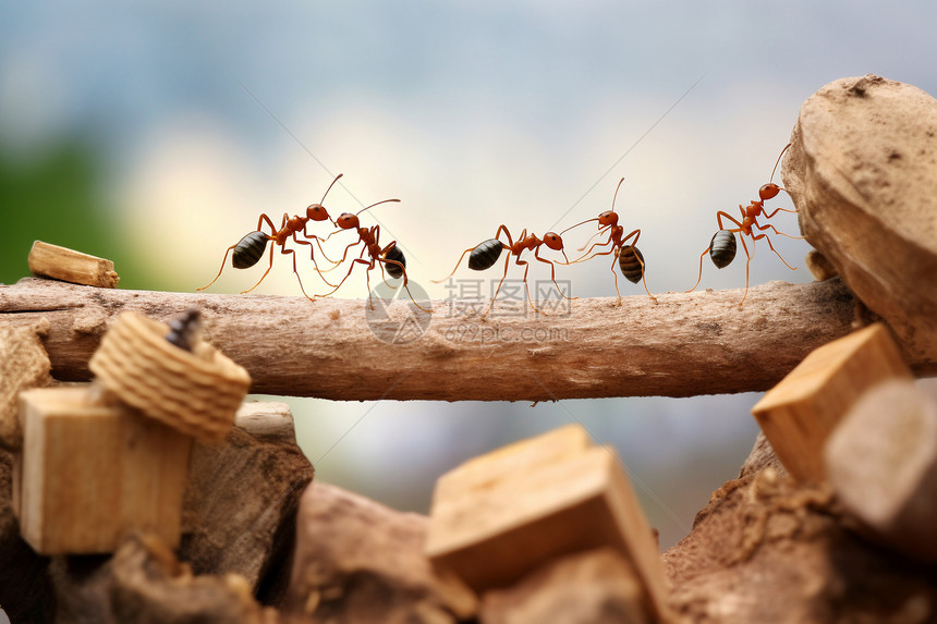 蚂蚁矿池主机地址