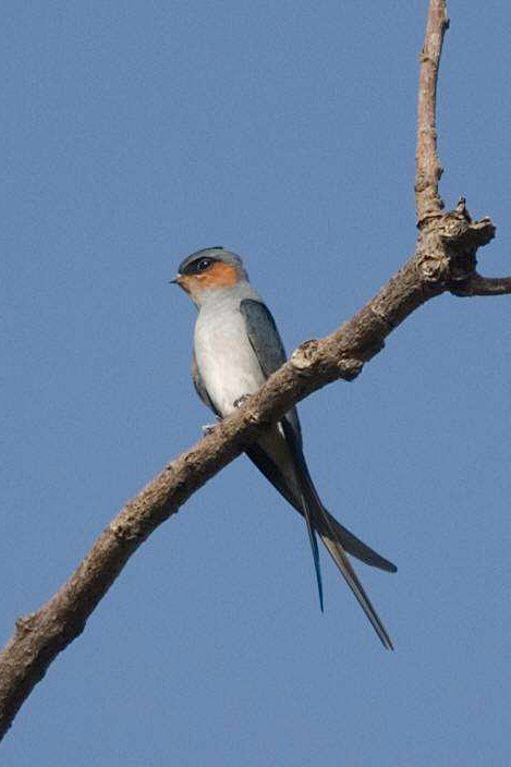 雨燕音响主机怎么拆