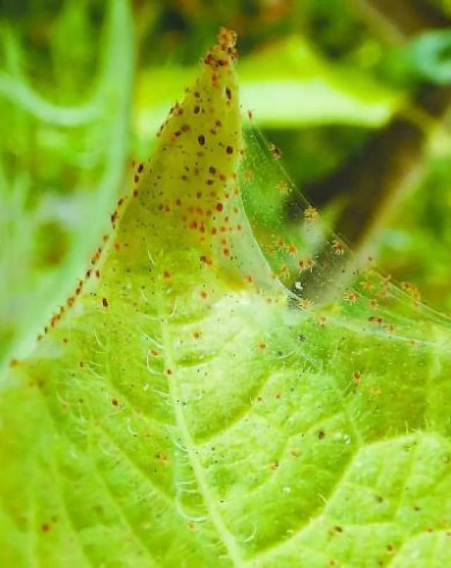 红蜘蛛电脑主机