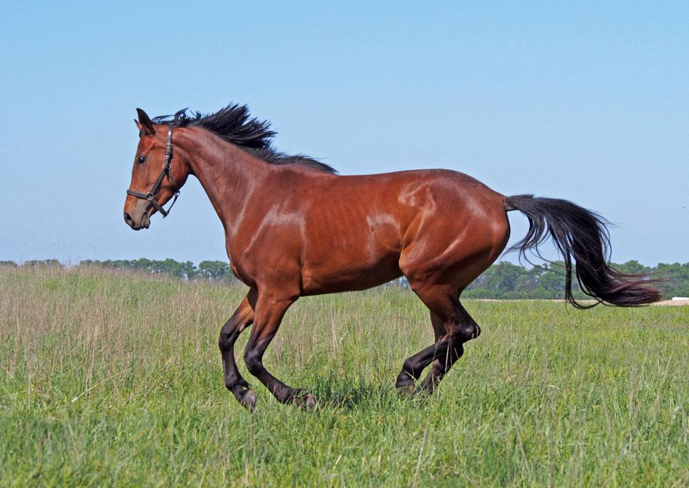 马仗机主机不转什么原因