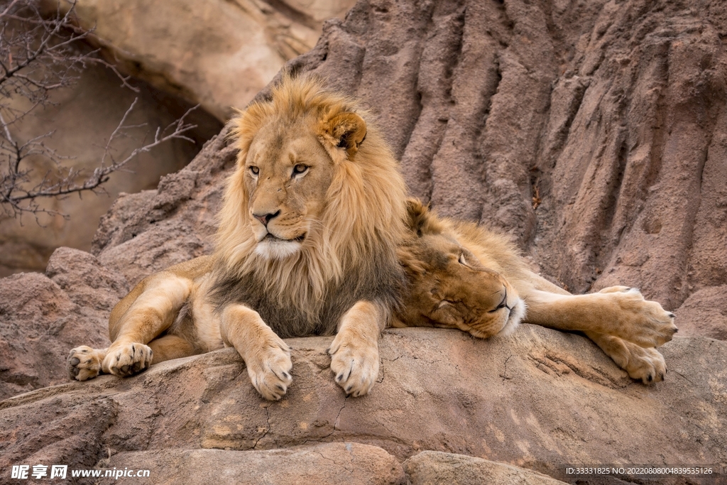狮安监控主机灯不亮