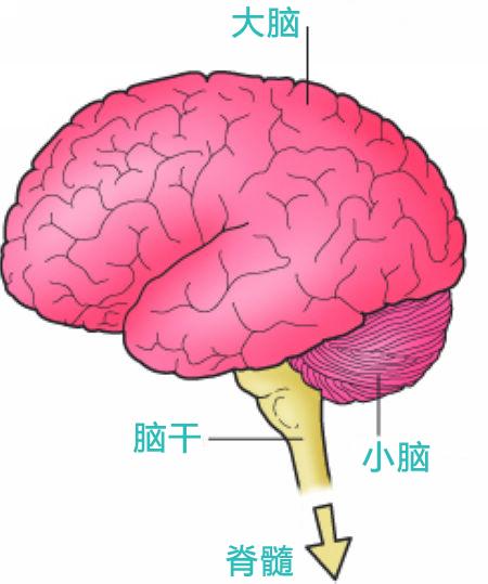 主机的最重要的主要组成部分是