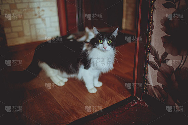 李奇华的猫主机般的