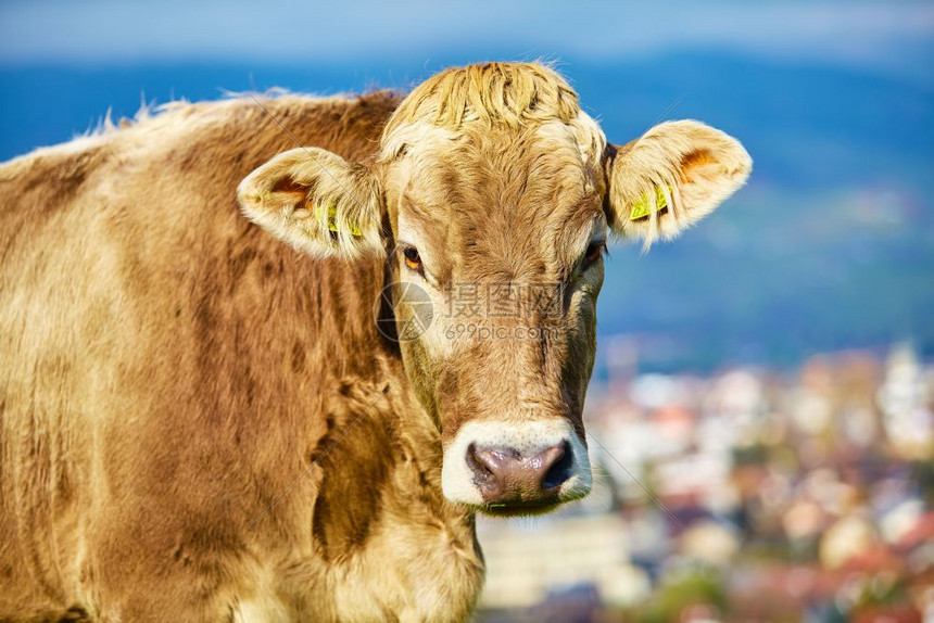 牛头标识电脑主机