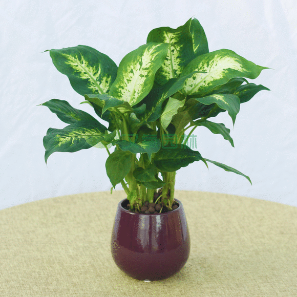 万年青能放到电脑主机上面吗