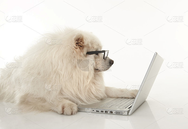 主机狗是什么意思