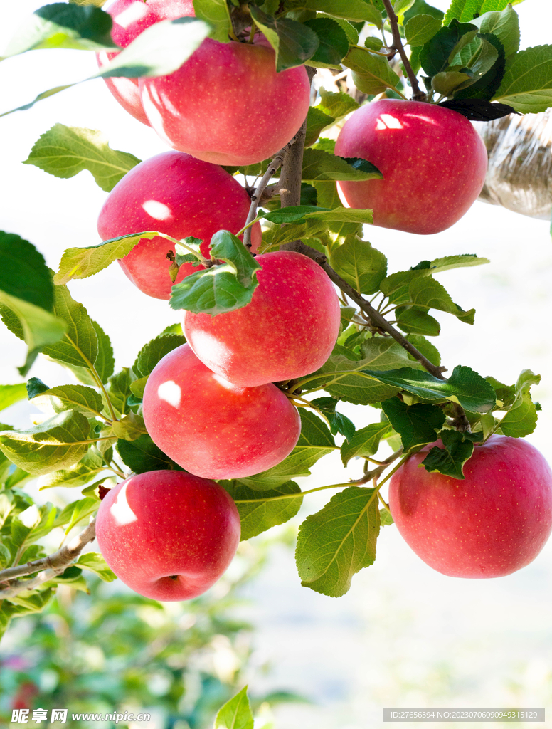 苹果小电脑主机好吗