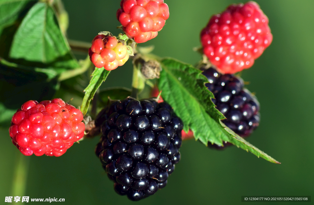 树莓派主机控制扫描枪