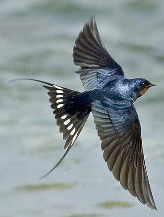 雨燕音响主机怎么拆