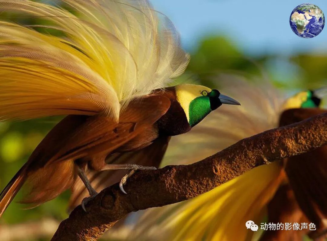 极乐鸟干衣机主机坏了怎么修