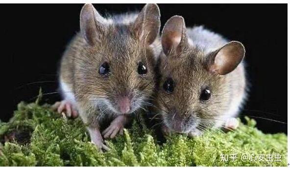 老鼠可能进电脑主机吗