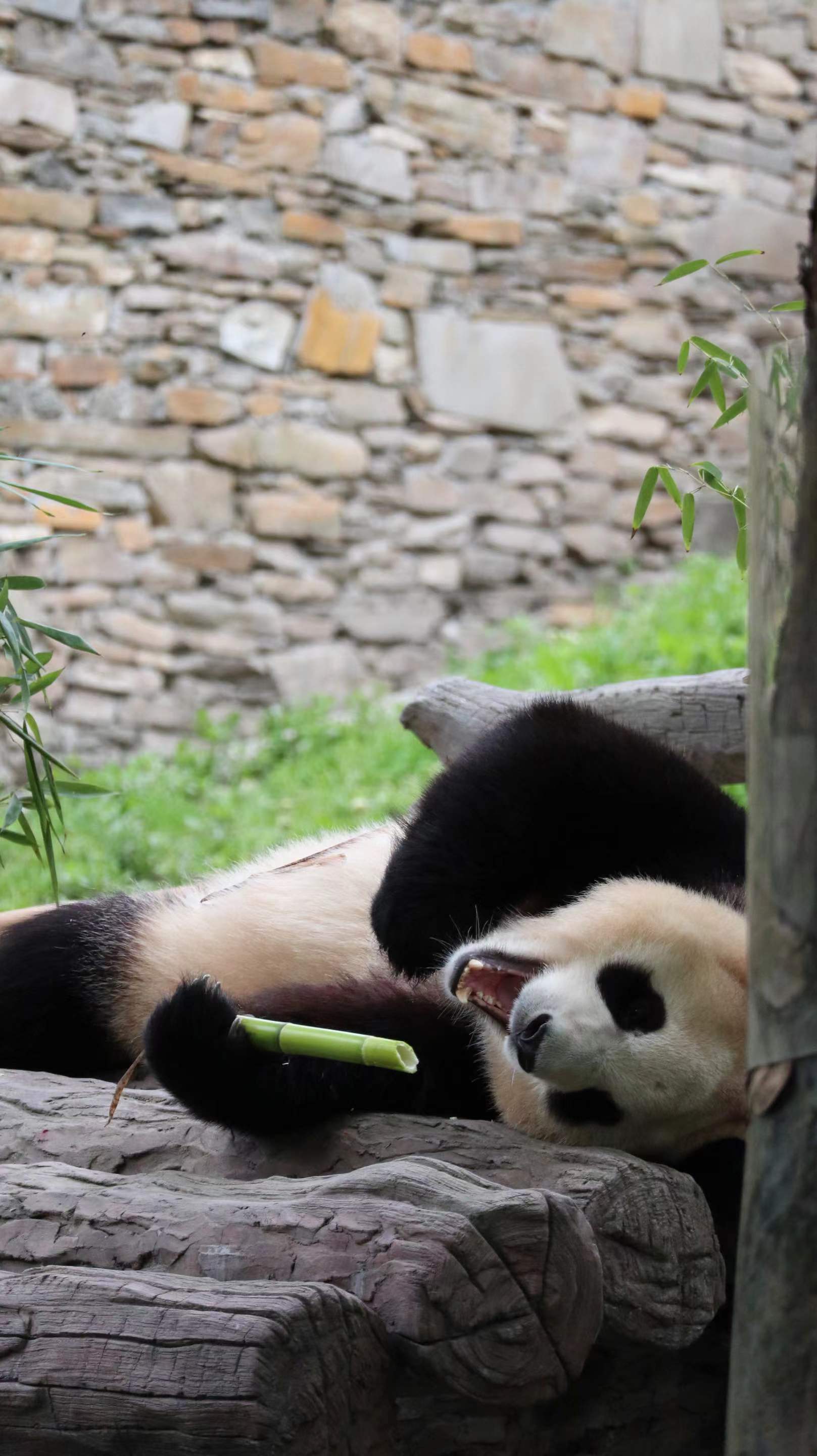 熊猫直播主机游戏直播