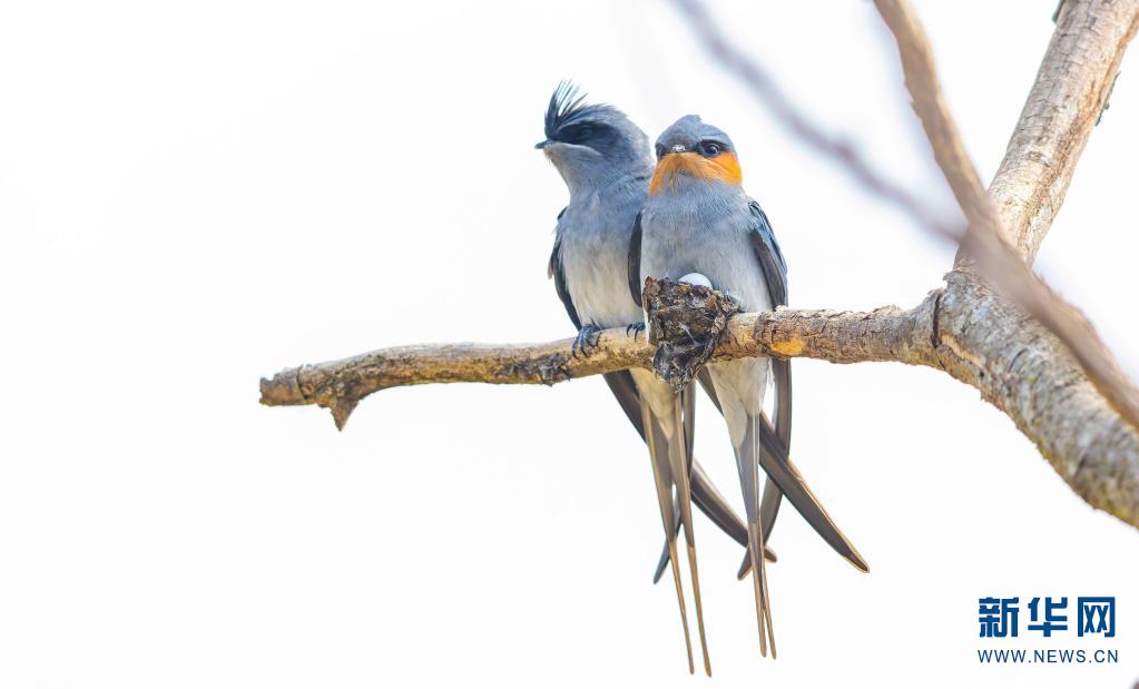 雨燕音响主机怎么拆