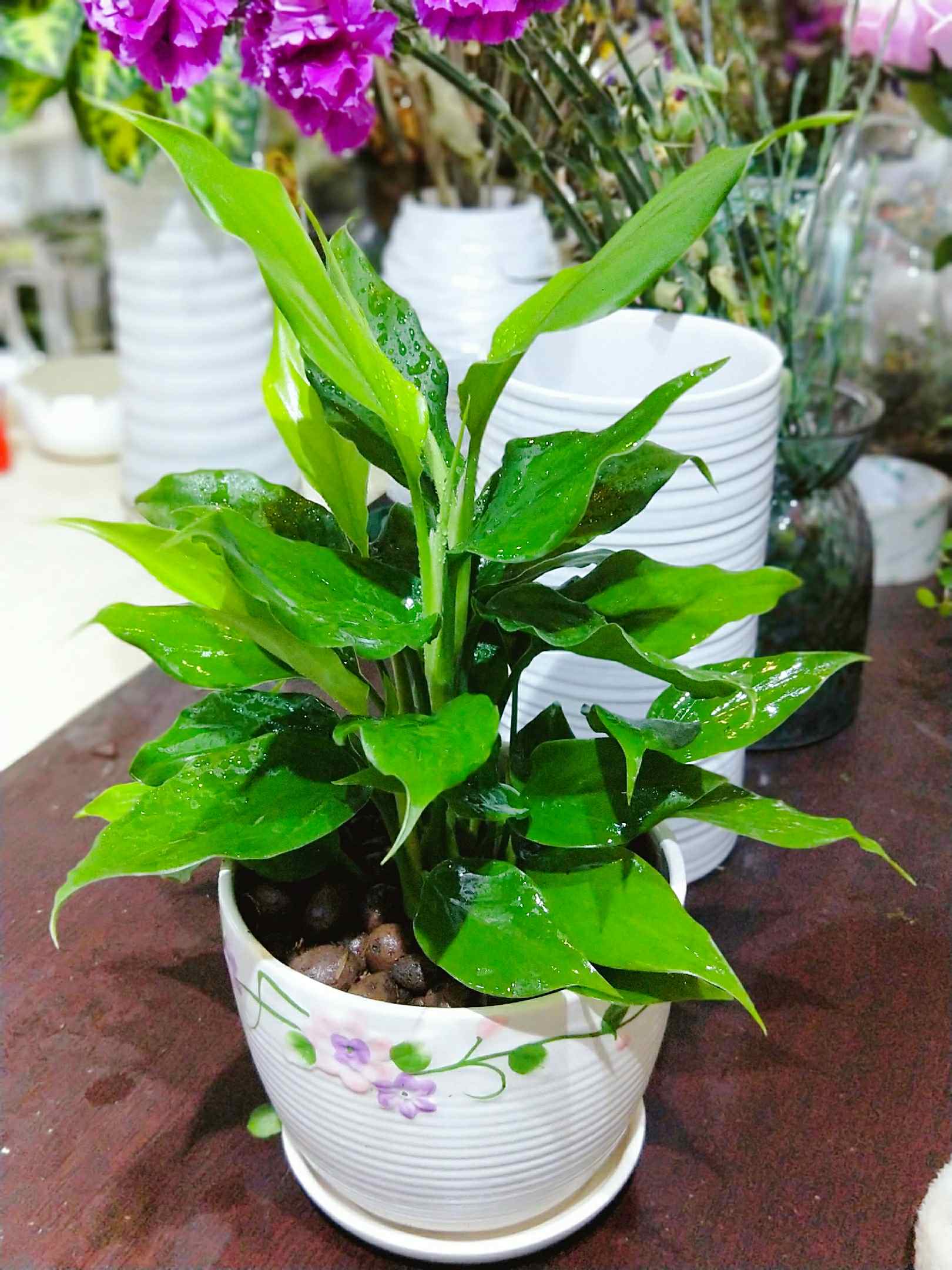 万年青能放到电脑主机上面吗