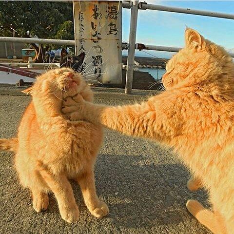 猫能直接连接着主机吗