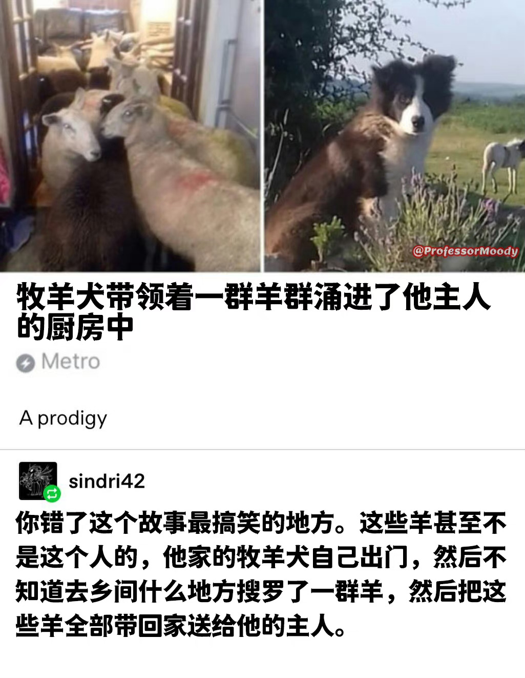 主机狗何来的优越