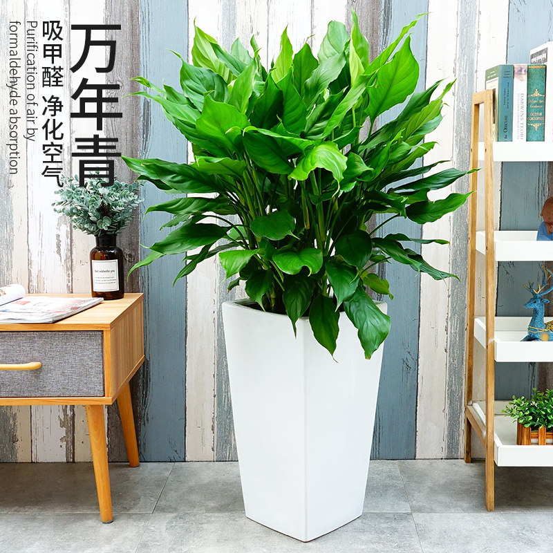 万年青能放到电脑主机上面吗