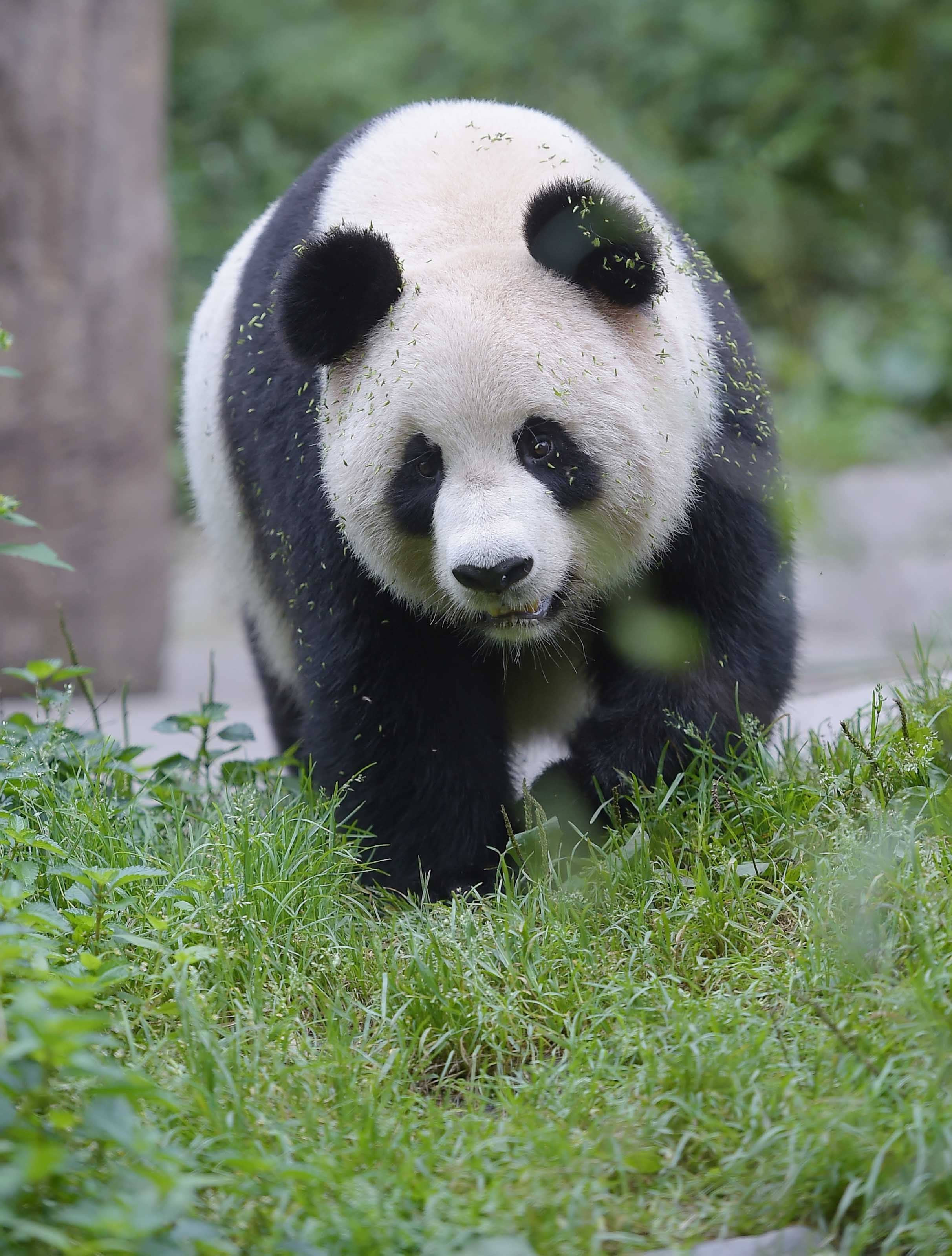 熊猫主机游戏直播吗