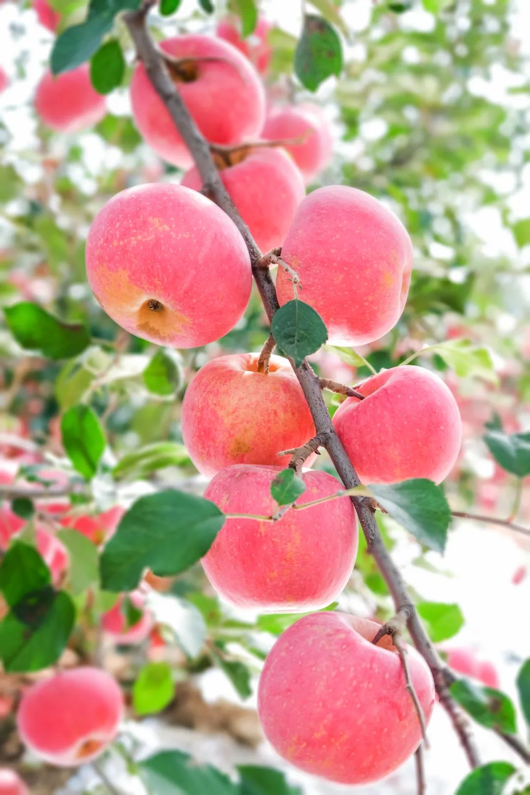 苹果小电脑主机好吗