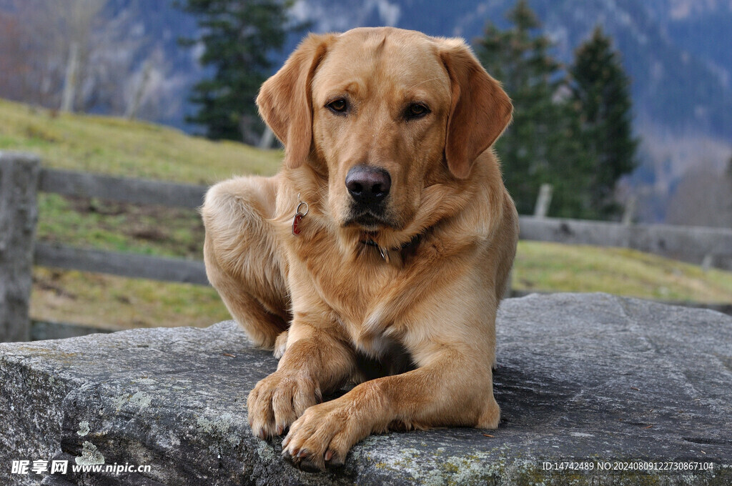 狗女人主机游戏
