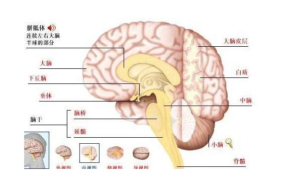主机的最重要的主要组成部分是