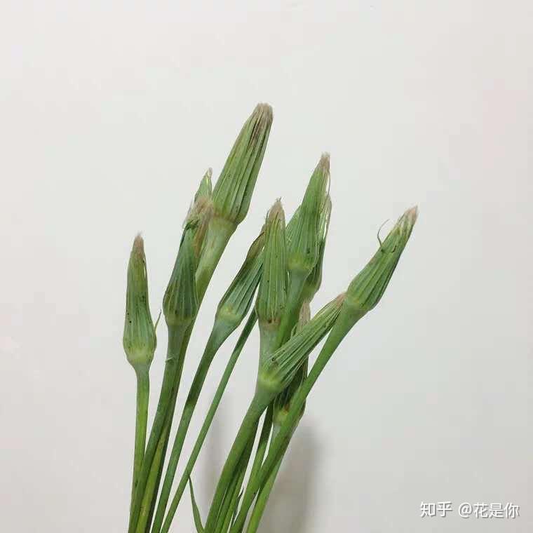 蒲公英主机小工具在哪