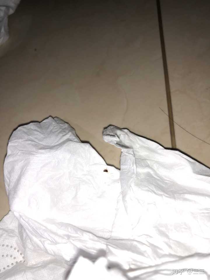电脑主机进了虫