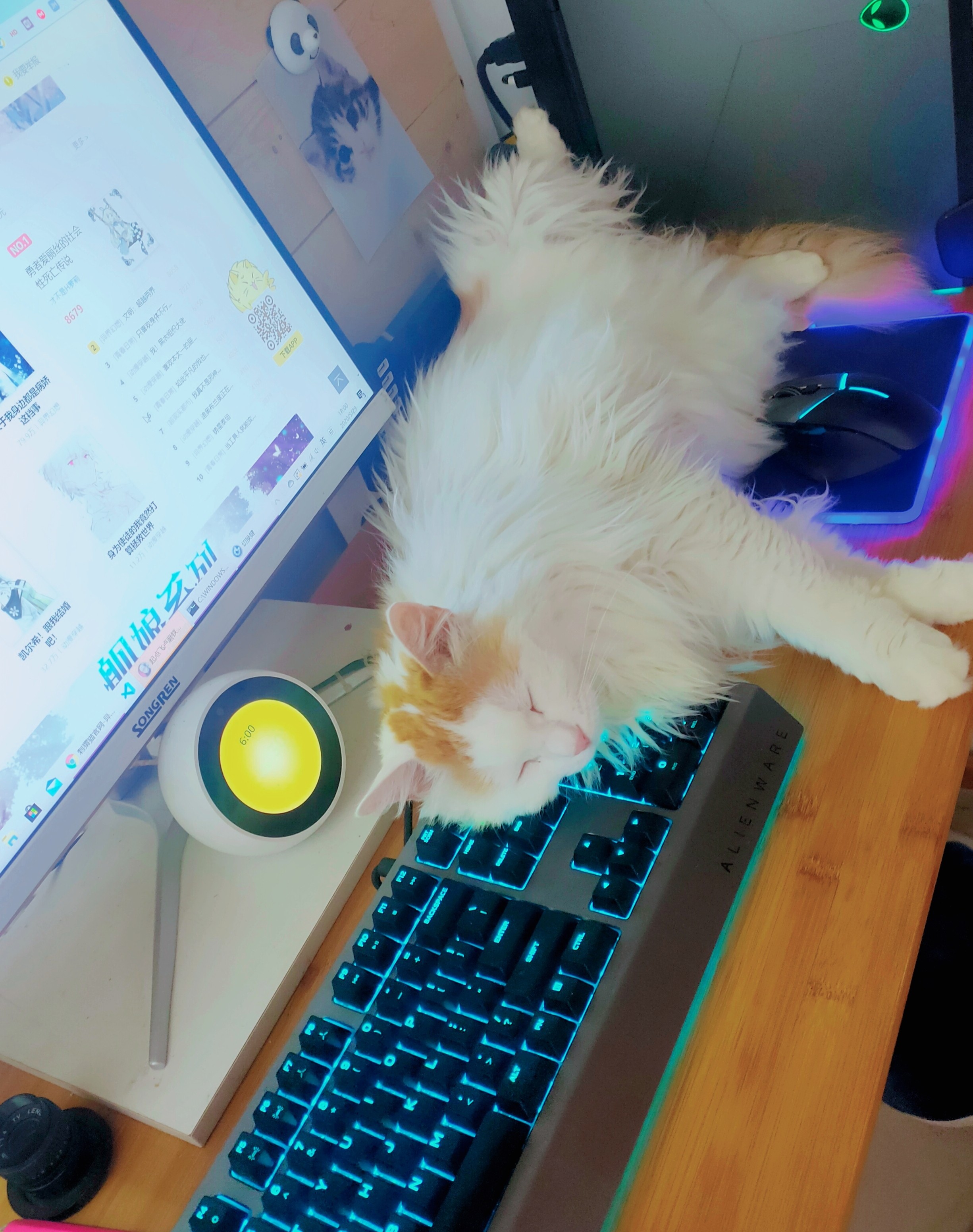 猫跳电脑主机