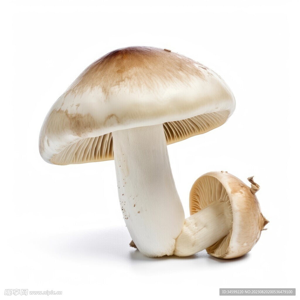 蘑菇主机测评
