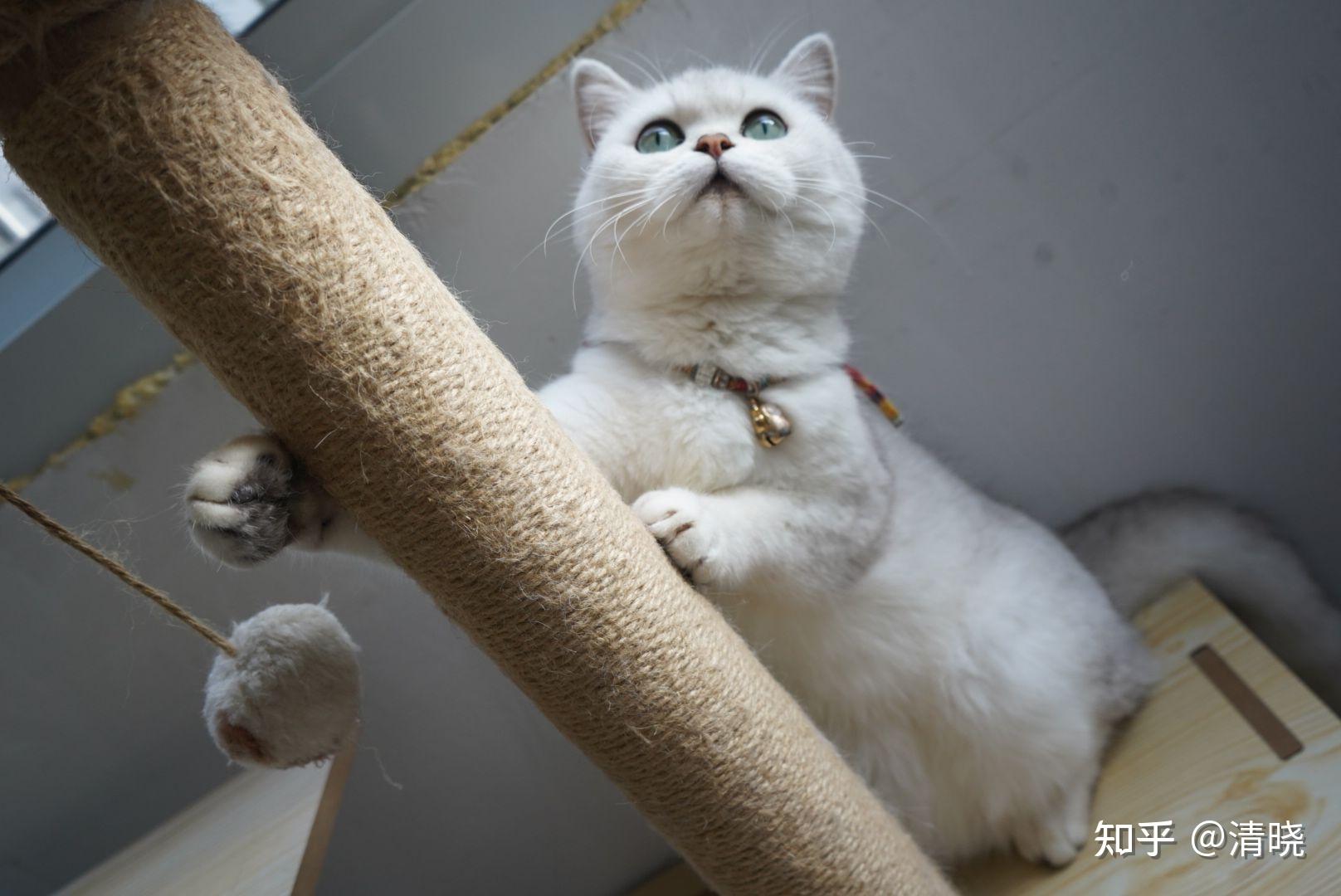 李奇华的猫主机般的