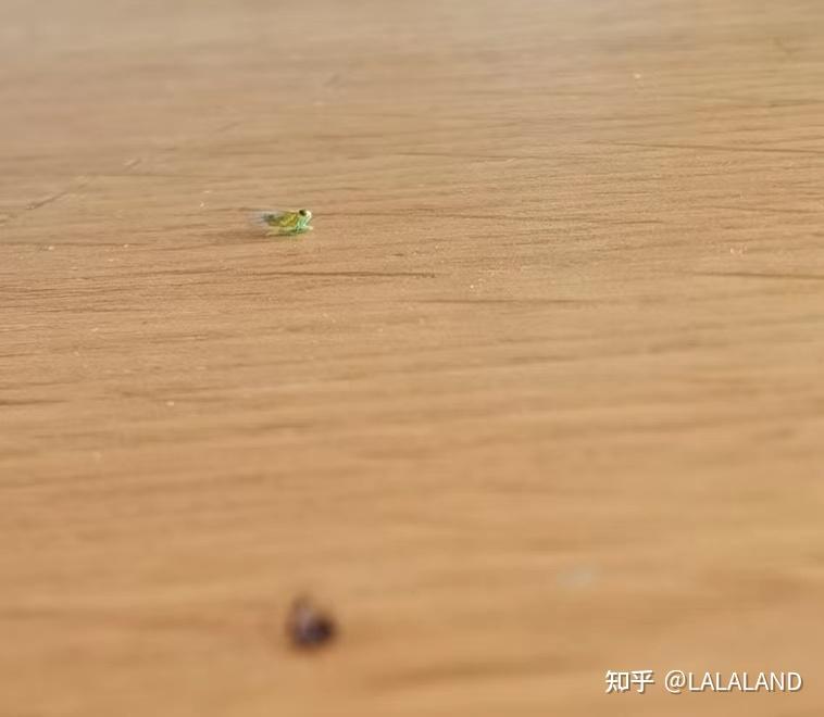 电脑主机进了虫