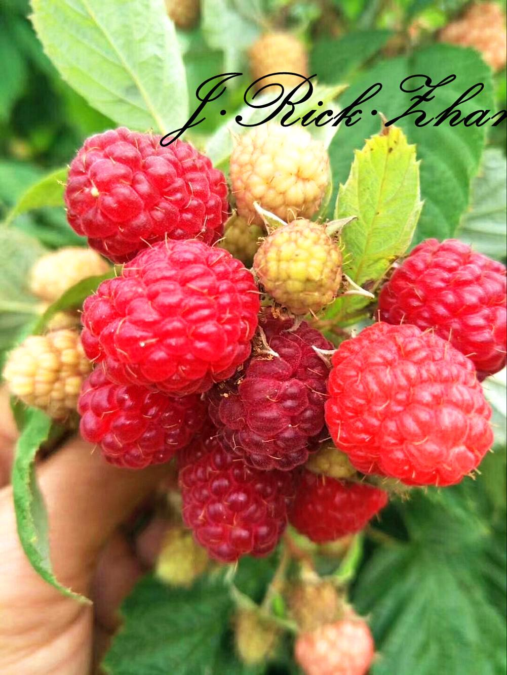 树莓派主机控制扫描枪